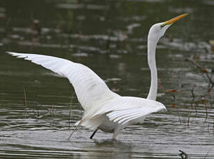 Grande Aigrette