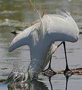 Grande Aigrette