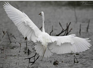 Grande Aigrette