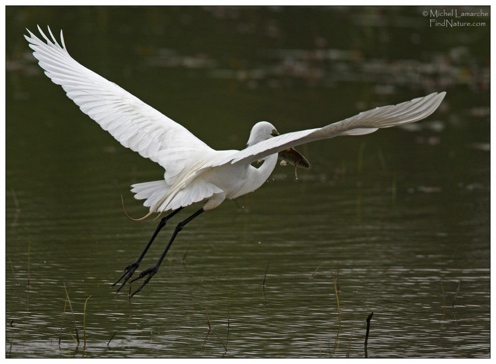 Great Egretadult