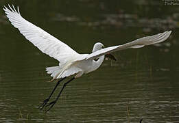 Grande Aigrette