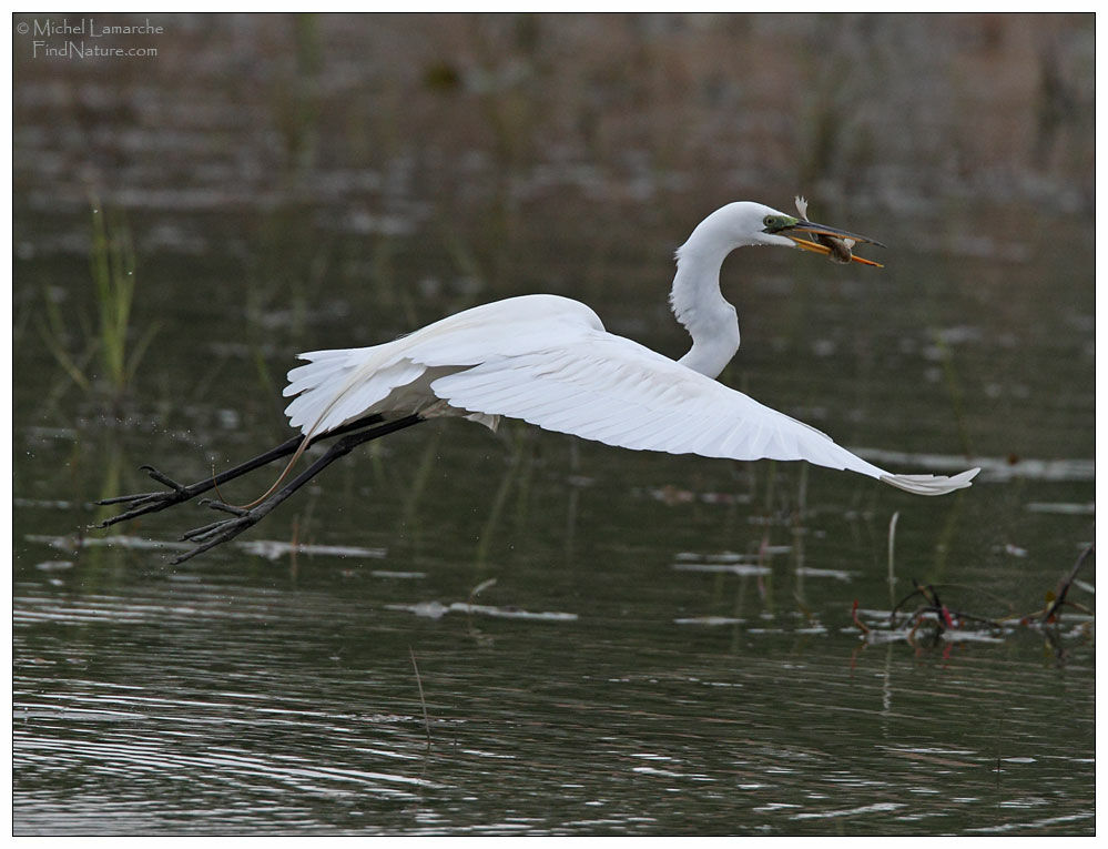 Great Egretadult, Flight