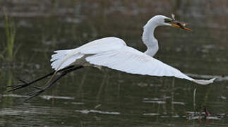 Great Egret