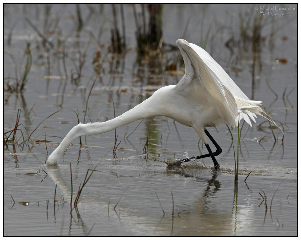 Great Egretadult