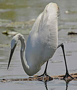 Grande Aigrette