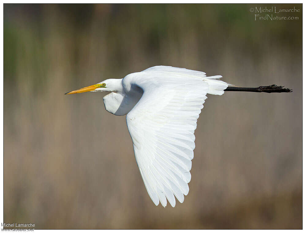 Great Egret, Flight