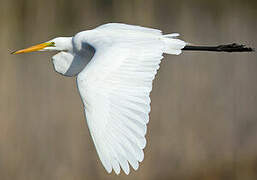 Grande Aigrette