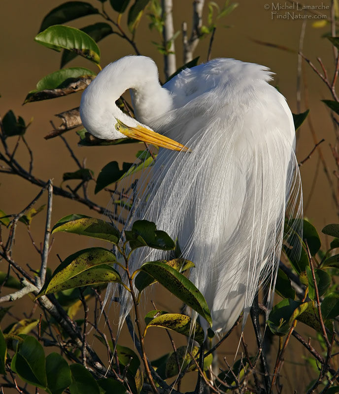 Great Egret