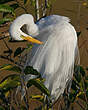 Grande Aigrette