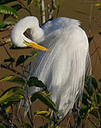 Grande Aigrette