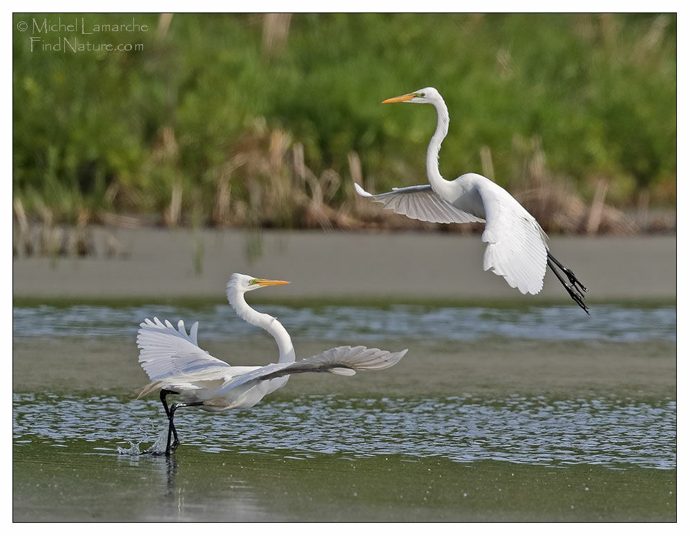 Grande Aigrette