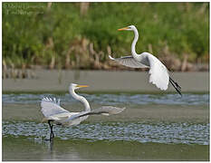 Great Egret