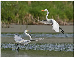 Grande Aigrette