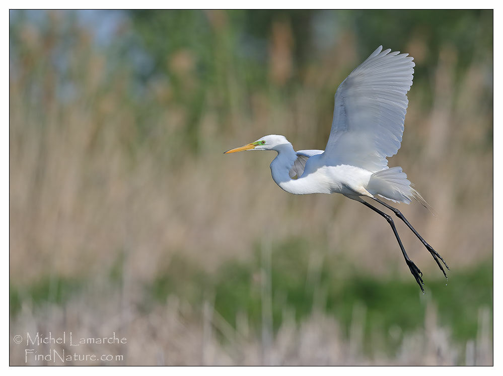 Grande Aigrette, Vol