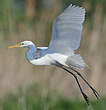 Grande Aigrette