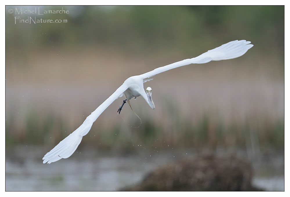 Grande Aigrette