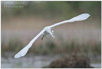 Grande Aigrette