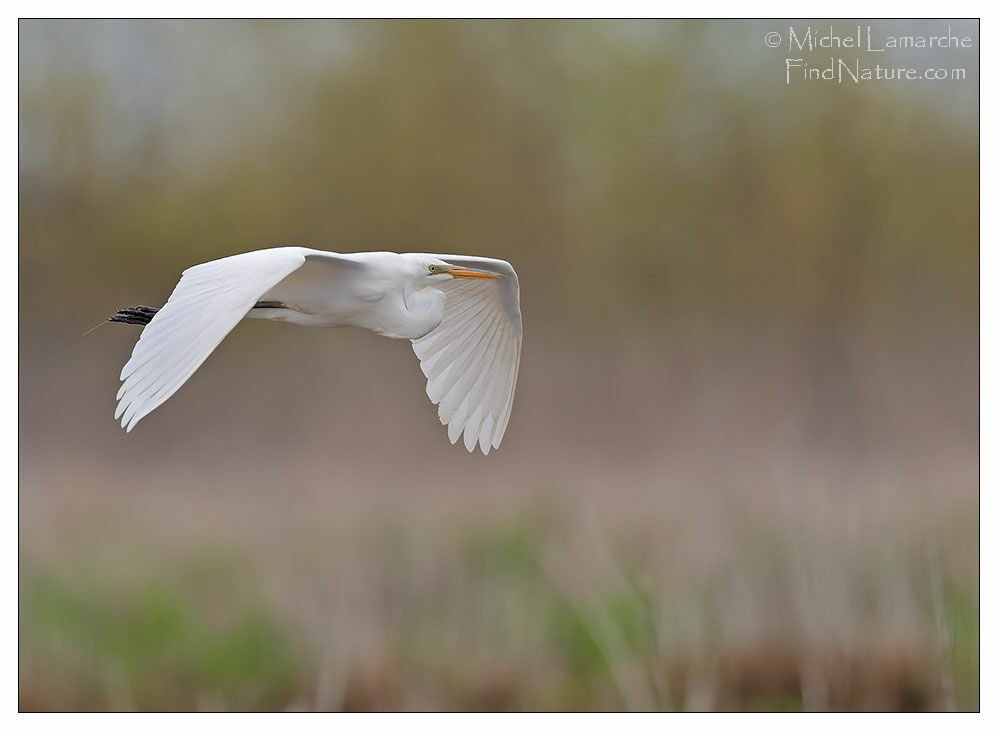 Great Egret