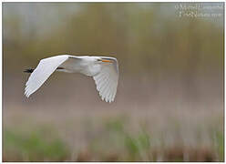 Grande Aigrette