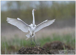 Grande Aigrette