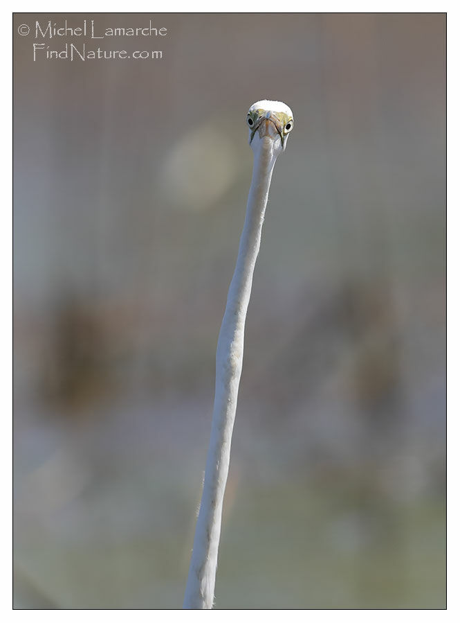 Great Egret