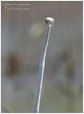 Grande Aigrette