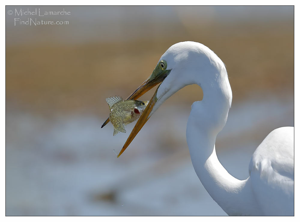 Great Egret