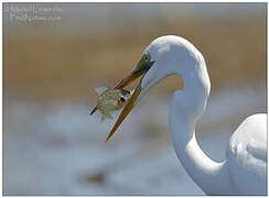 Grande Aigrette