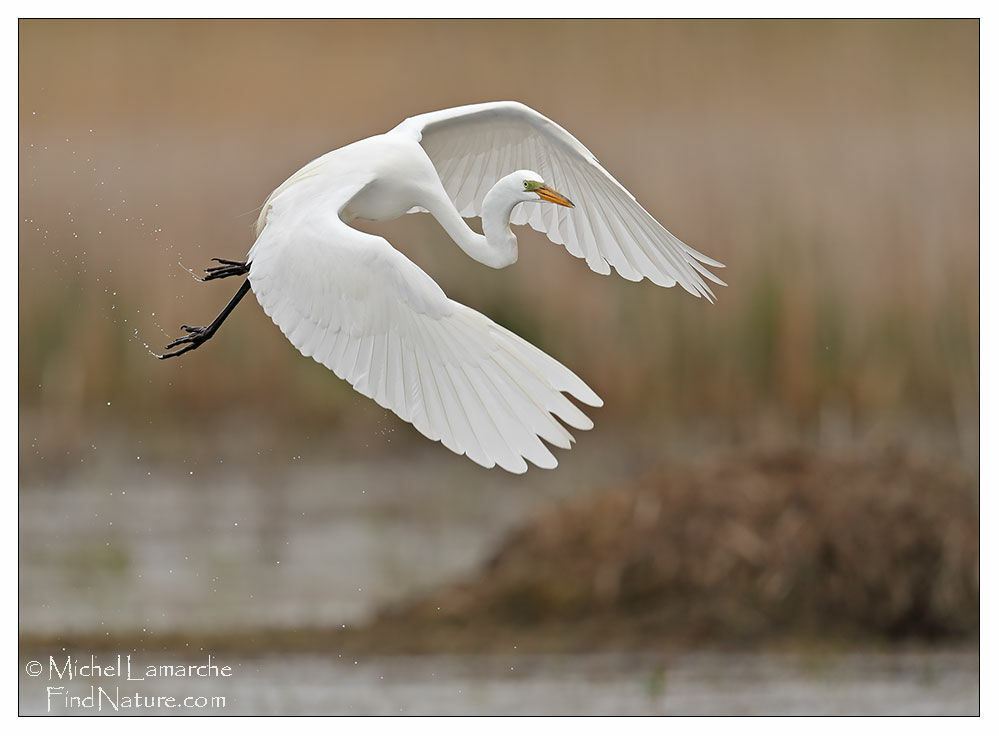 Great Egret, Flight