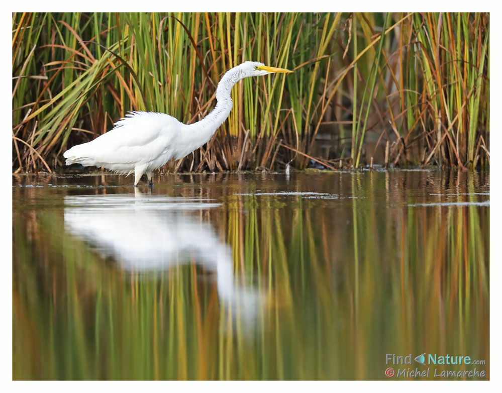 Grande Aigrette