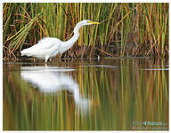 Grande Aigrette