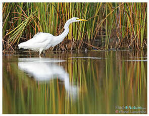 Grande Aigrette