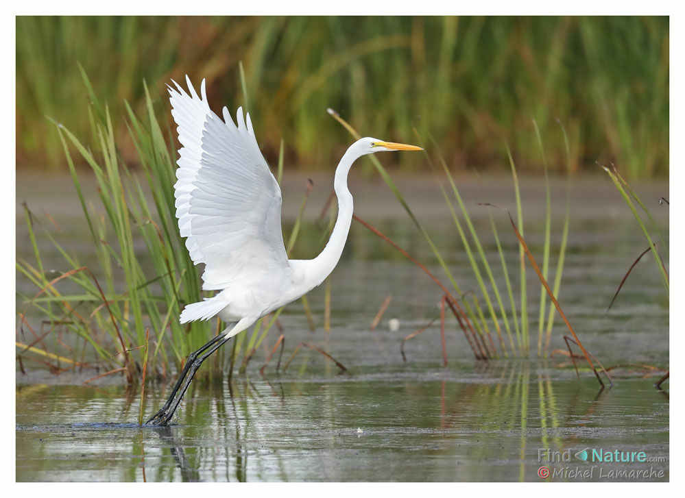 Grande Aigrette