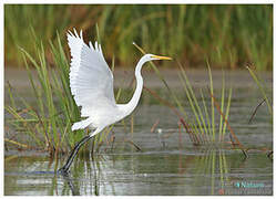 Grande Aigrette