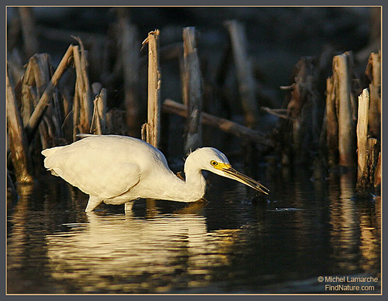 Grande Aigrette