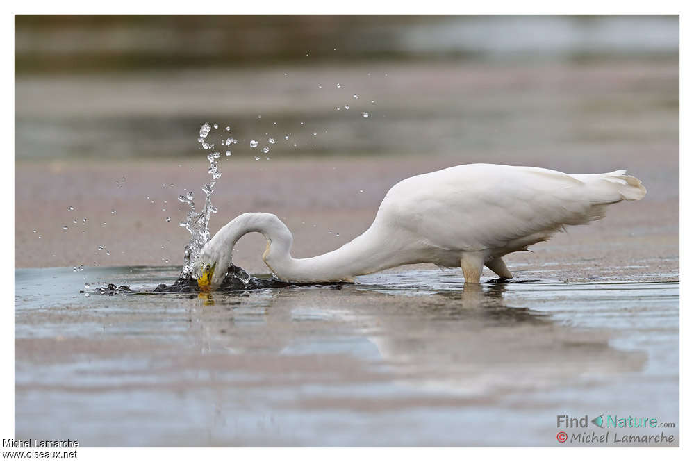 Grande Aigrette, pêche/chasse