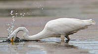 Grande Aigrette