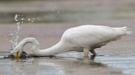 Grande Aigrette