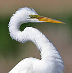 Grande Aigrette