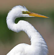 Great Egret