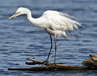 Grande Aigrette