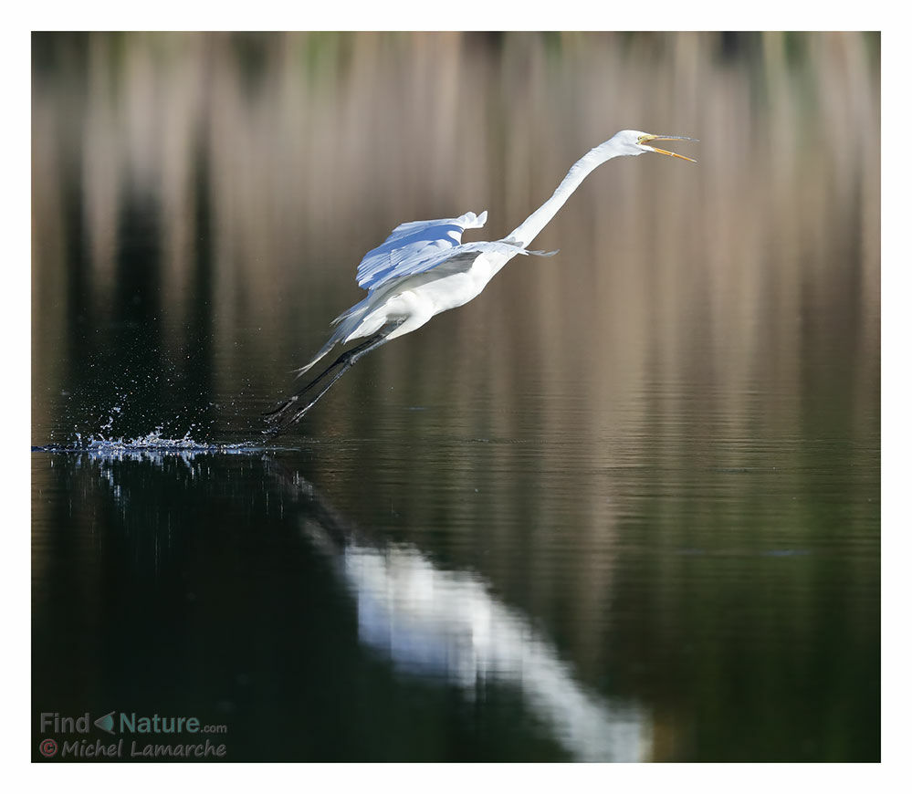 Grande Aigrette