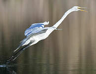 Grande Aigrette