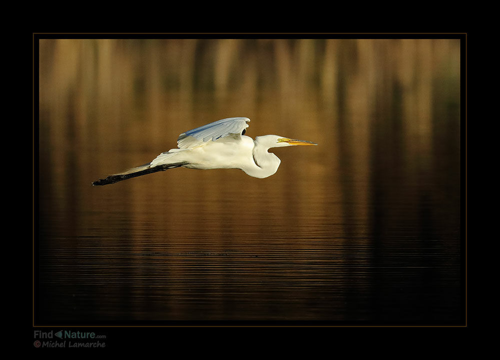 Great Egret, Flight