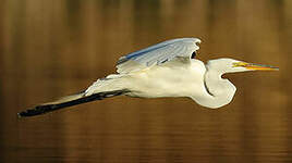 Grande Aigrette