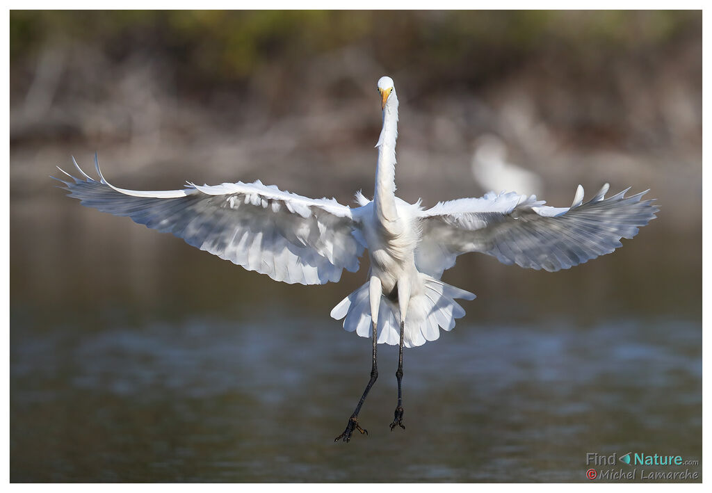 Grande Aigrette, Vol