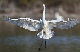 Grande Aigrette