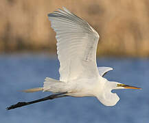 Grande Aigrette