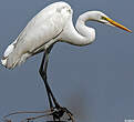 Grande Aigrette