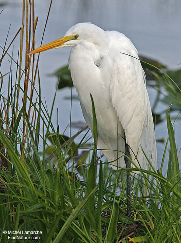 Grande Aigrette